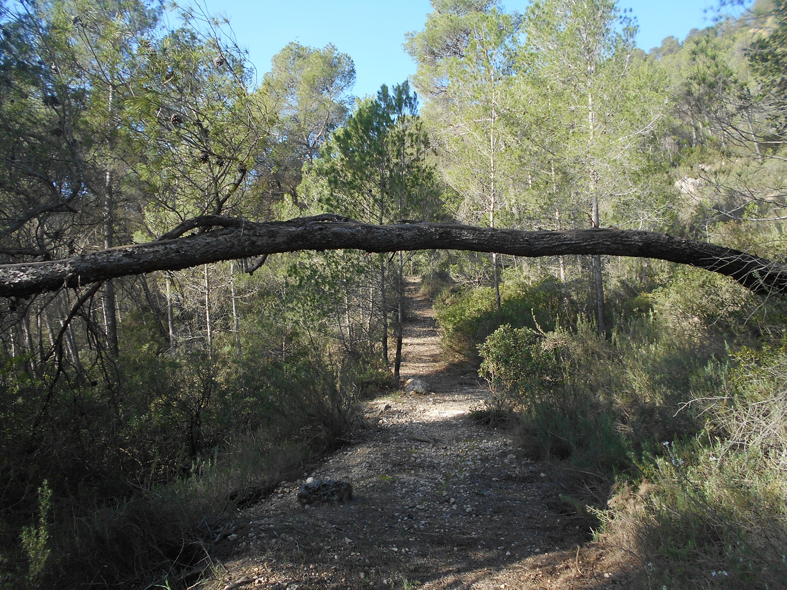 trail image