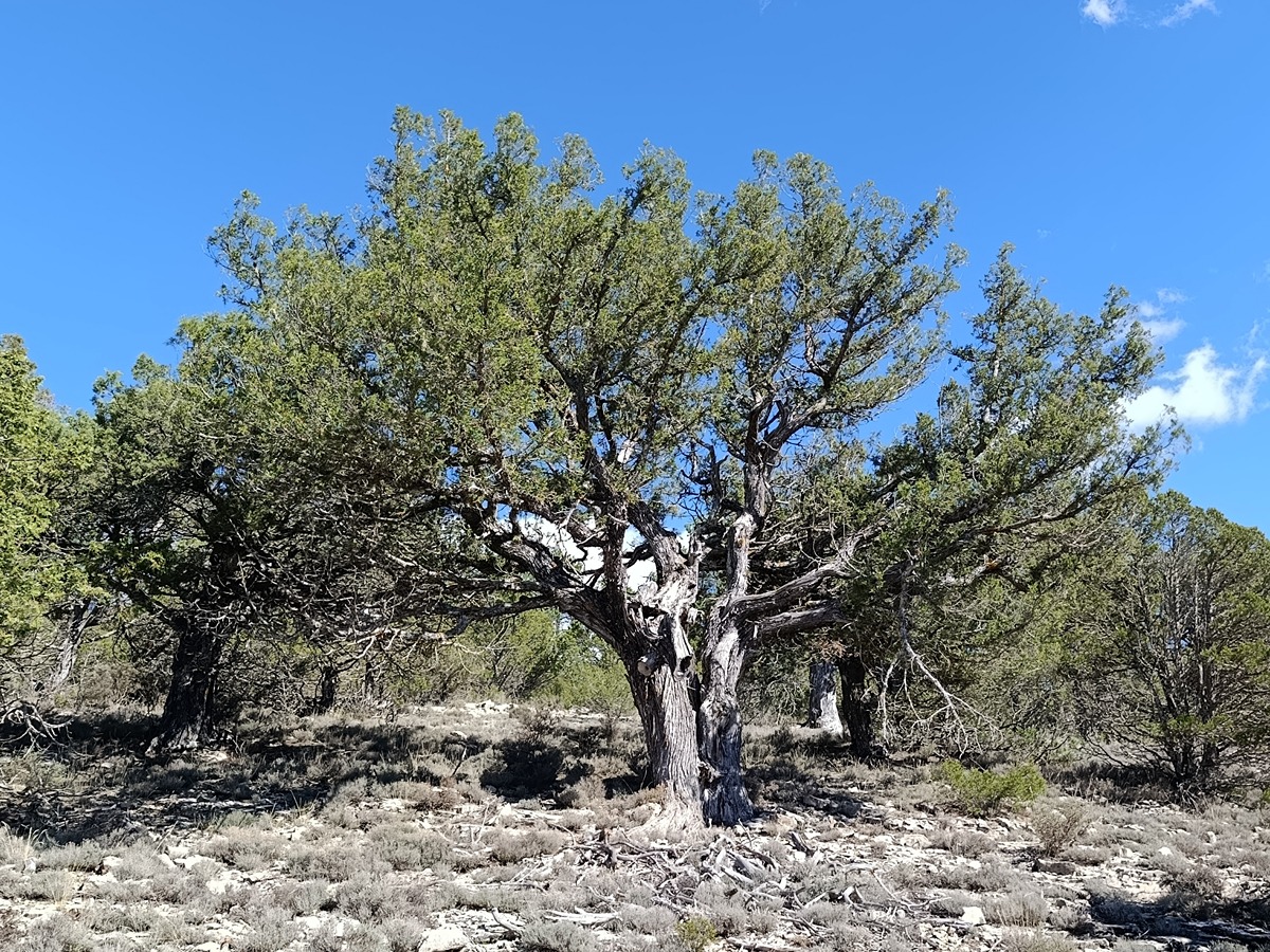 imagen del sendero