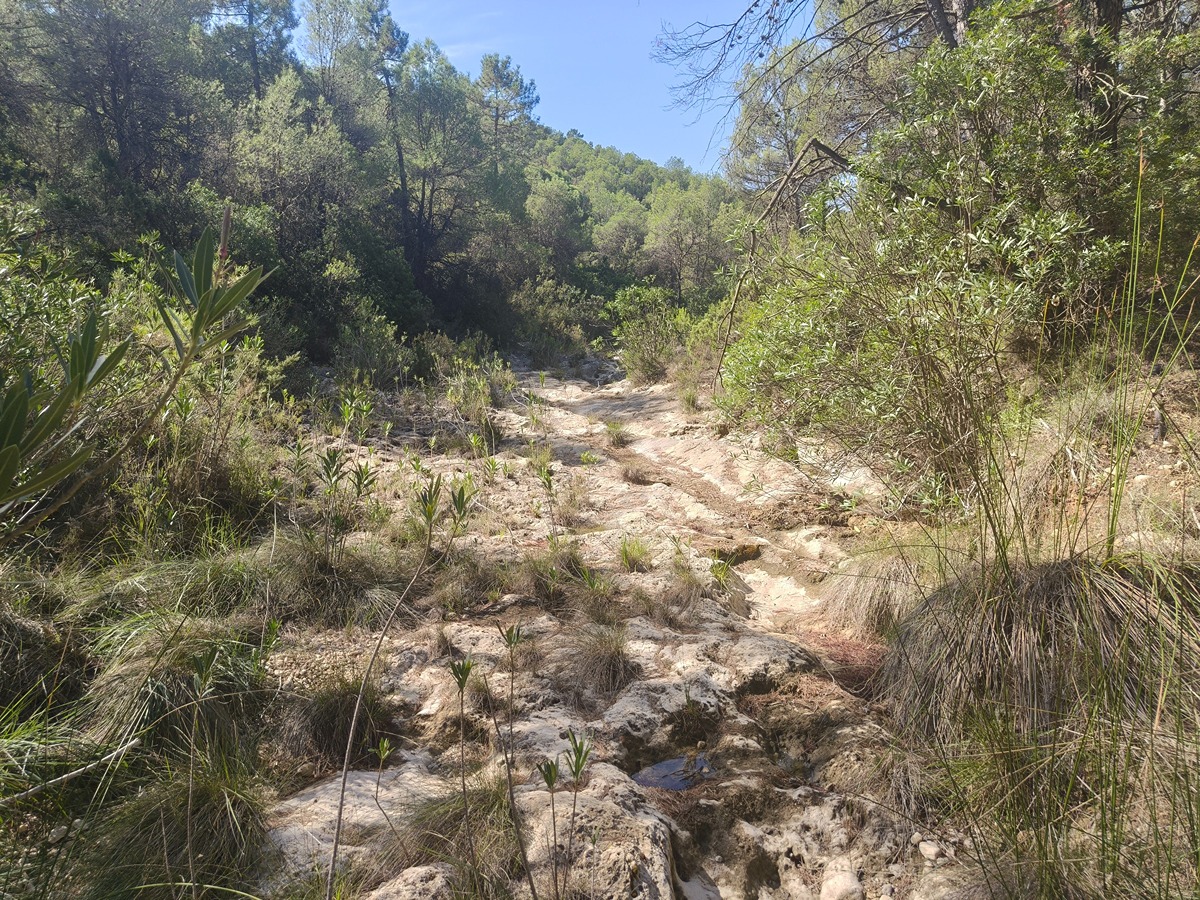 trail image